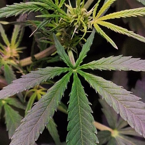 Shyni Seeds Mystic Haze  growlog photo: Observaciones:

Todas las puntas de las copas están amarillentas y se dobran como forma de "resorte"

Temperatura de 27° y humedad ambiental de 63%
