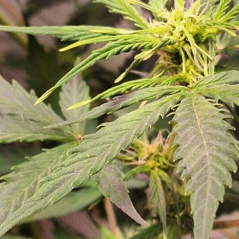 Shyni Seeds Mystic Haze  growlog photo: Observaciones:

Todas las puntas de las copas están amarillentas y se dobran como forma de "resorte"

Temperatura de 27° y humedad ambiental de 63%
