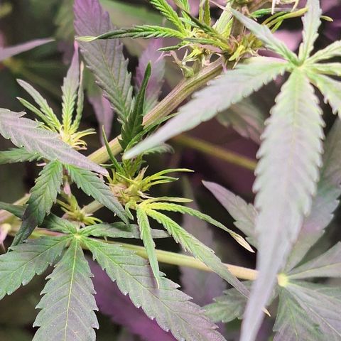 Shyni Seeds Mystic Haze  growlog photo: Observaciones:

Todas las puntas de las copas están amarillentas y se dobran como forma de "resorte"

Temperatura de 27° y humedad ambiental de 63%
