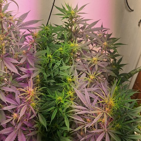 Shyni Seeds Mystic Haze  growlog timeline photo