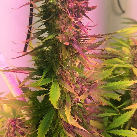 Shyni Seeds Mystic Haze  growlog timeline photo