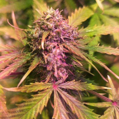 Shyni Seeds Mystic Haze  growlog timeline photo