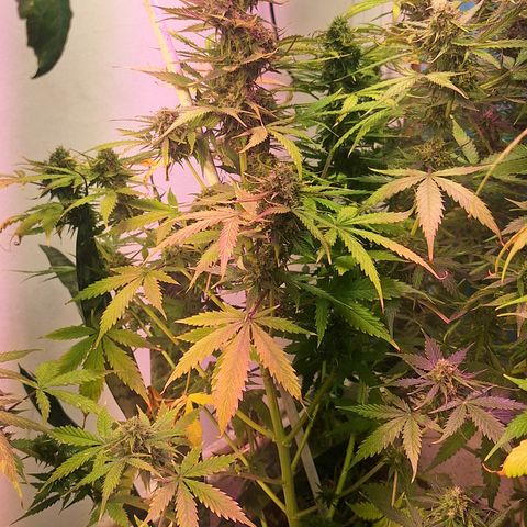 Shyni Seeds Mystic Haze  growlog timeline photo