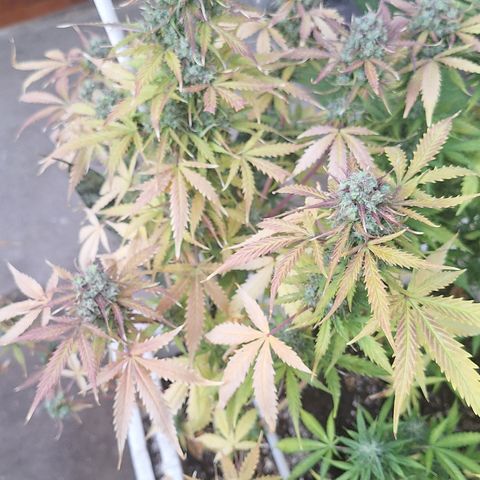Shyni Seeds Mystic Haze  growlog timeline photo