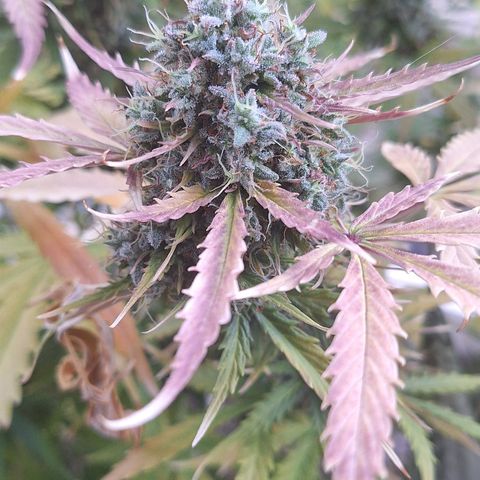 Shyni Seeds Mystic Haze  growlog timeline photo