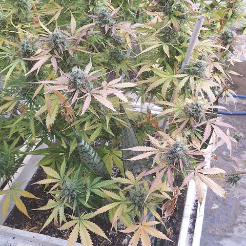 Shyni Seeds Mystic Haze  growlog timeline photo
