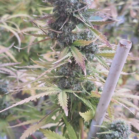 Shyni Seeds Mystic Haze  growlog timeline photo