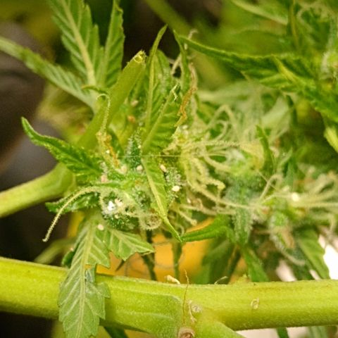Shyni Seeds Mystic Haze  growlog photo: In par de cogollos están cargados de cochinilla blanca. 
Me di la tarea de revisar toda la planta y sacarlos manualmente porque están localizados en uno o dos cogollos de cada planta.