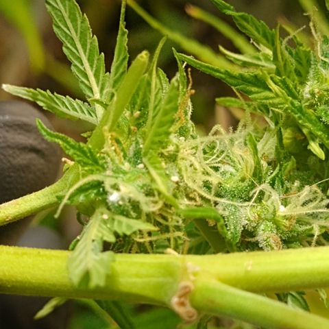 Shyni Seeds Mystic Haze  growlog photo: In par de cogollos están cargados de cochinilla blanca. 
Me di la tarea de revisar toda la planta y sacarlos manualmente porque están localizados en uno o dos cogollos de cada planta.