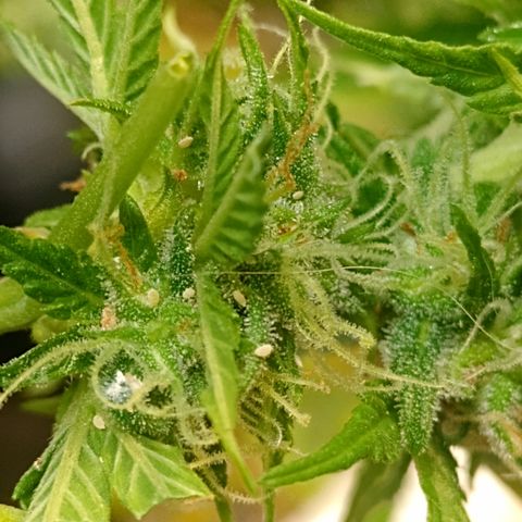 Shyni Seeds Mystic Haze  growlog photo: In par de cogollos están cargados de cochinilla blanca. 
Me di la tarea de revisar toda la planta y sacarlos manualmente porque están localizados en uno o dos cogollos de cada planta.
