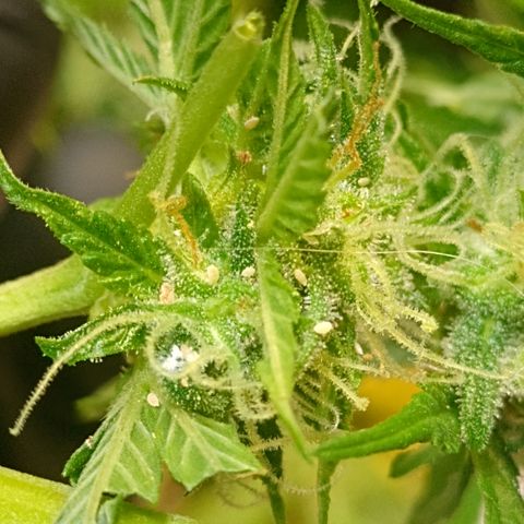Shyni Seeds Mystic Haze  growlog photo: In par de cogollos están cargados de cochinilla blanca. 
Me di la tarea de revisar toda la planta y sacarlos manualmente porque están localizados en uno o dos cogollos de cada planta.