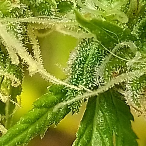 Shyni Seeds Mystic Haze  growlog photo: In par de cogollos están cargados de cochinilla blanca. 
Me di la tarea de revisar toda la planta y sacarlos manualmente porque están localizados en uno o dos cogollos de cada planta.