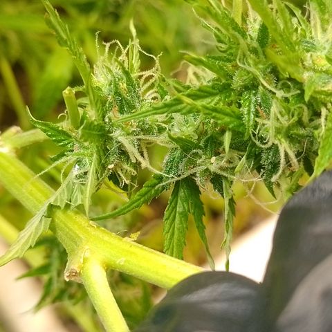 Shyni Seeds Mystic Haze  growlog photo: In par de cogollos están cargados de cochinilla blanca. 
Me di la tarea de revisar toda la planta y sacarlos manualmente porque están localizados en uno o dos cogollos de cada planta.