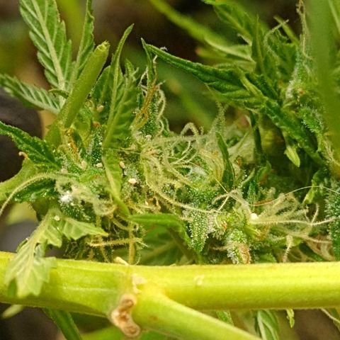 Shyni Seeds Mystic Haze  growlog photo: In par de cogollos están cargados de cochinilla blanca. 
Me di la tarea de revisar toda la planta y sacarlos manualmente porque están localizados en uno o dos cogollos de cada planta.