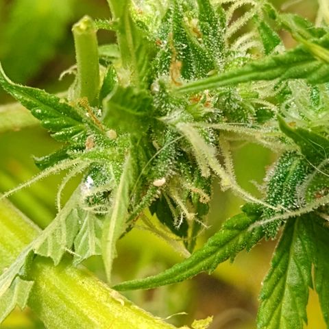 Shyni Seeds Mystic Haze  growlog photo: In par de cogollos están cargados de cochinilla blanca. 
Me di la tarea de revisar toda la planta y sacarlos manualmente porque están localizados en uno o dos cogollos de cada planta.
