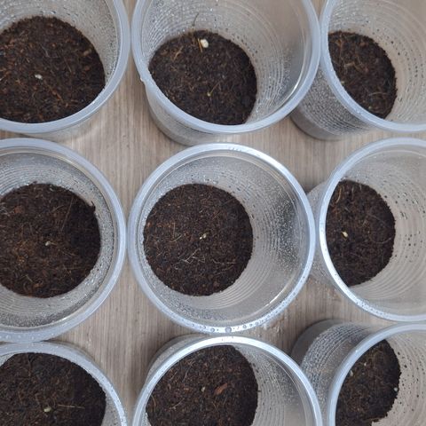 Shiny Cream #5 growlog photo: Después de germinar se pasaron a estos besos para esperar que se hagan plántulas. La primera fase de crecimiento de la planta