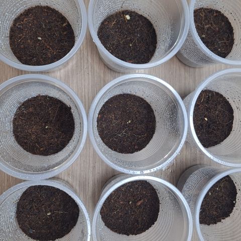 Shiny Cream #5 growlog photo: Después de germinar se pasaron a estos besos para esperar que se hagan plántulas. La primera fase de crecimiento de la planta