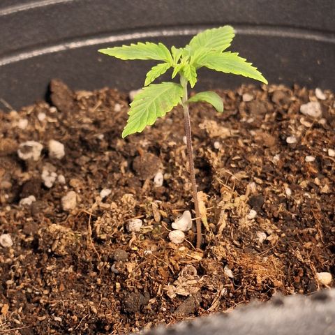 Shiny Cream #5 growlog timeline photo