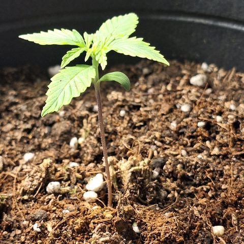 Shiny Cream #5 growlog timeline photo