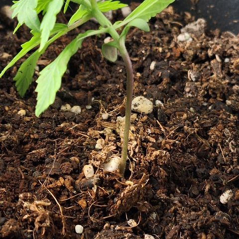 Shiny Cream #5 growlog timeline photo