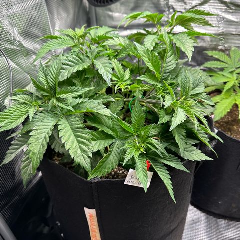 Critical  growlog timeline photo