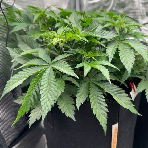 Critical  growlog timeline photo