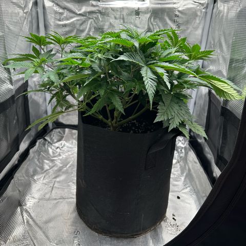 Critical  growlog timeline photo