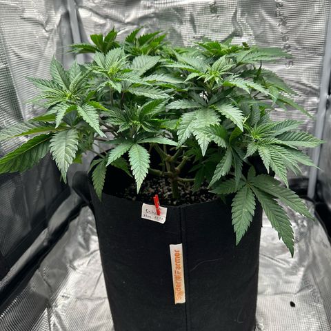 Critical  growlog timeline photo