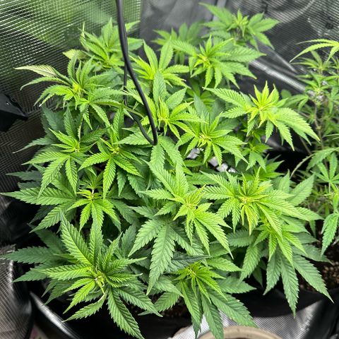 Critical  growlog timeline photo