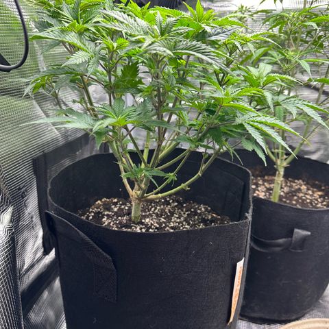 Critical  growlog timeline photo