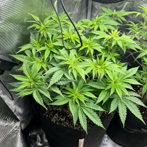 Critical  growlog timeline photo
