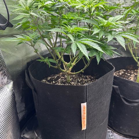 Critical  growlog timeline photo