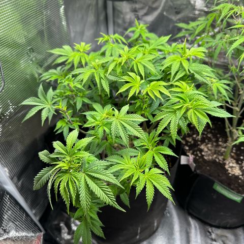 Critical  growlog timeline photo