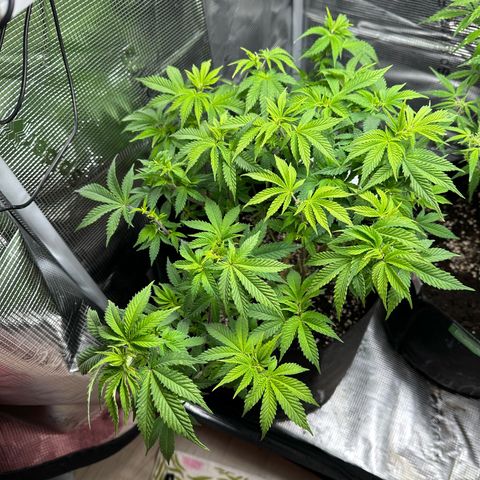 Critical  growlog timeline photo