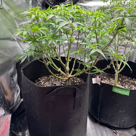 Critical  growlog timeline photo