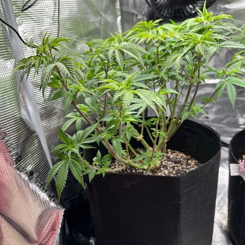 Critical  growlog timeline photo