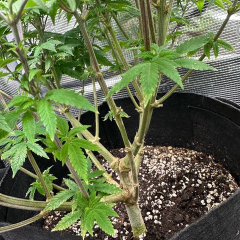 Critical  growlog timeline photo