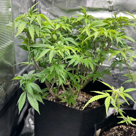Critical  growlog timeline photo