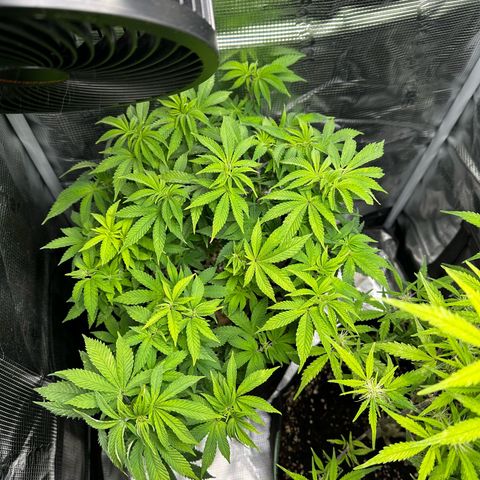 Critical  growlog timeline photo