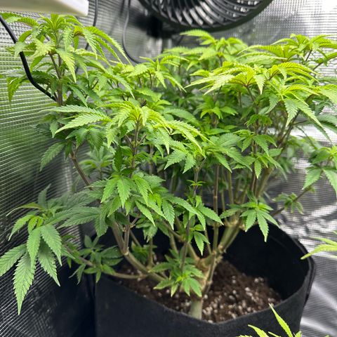 Critical  growlog timeline photo