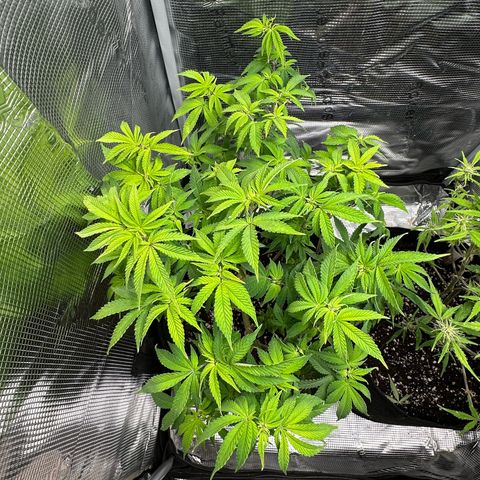 Critical  growlog timeline photo
