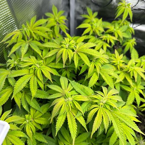 Critical  growlog timeline photo