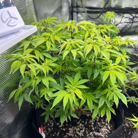 Critical  growlog timeline photo