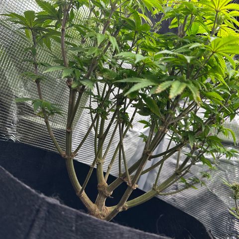 Critical  growlog timeline photo