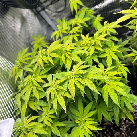 Critical  growlog timeline photo