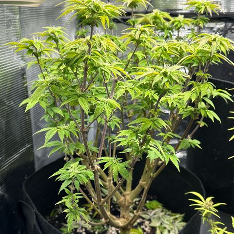 Critical  growlog timeline photo