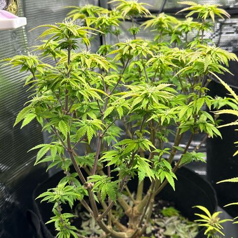 Critical  growlog timeline photo