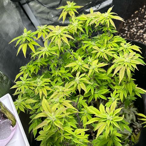 Critical  growlog timeline photo