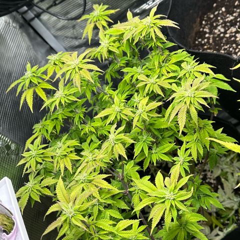 Critical  growlog timeline photo