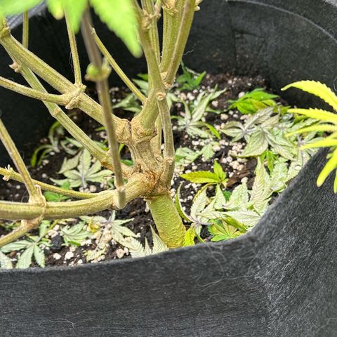 Critical  growlog timeline photo